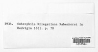 Image of Kriegeria kriegeriana